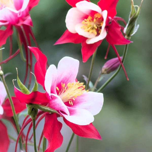 Aquilegia 'Kirigami' Red & White Columbine - Image 2