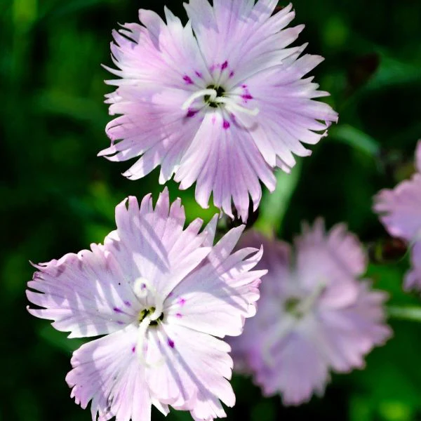 Bath's Pink Dianthus