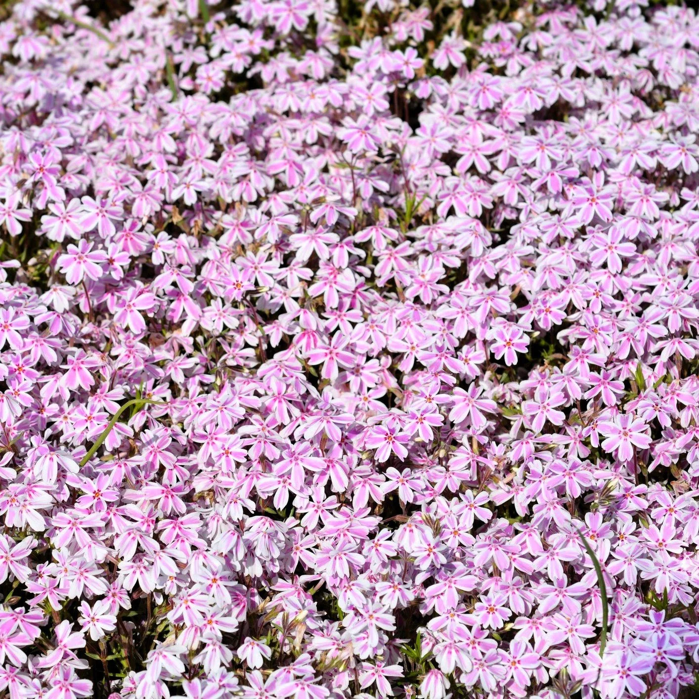 Candy Stripe Creeping Phlox - Image 4