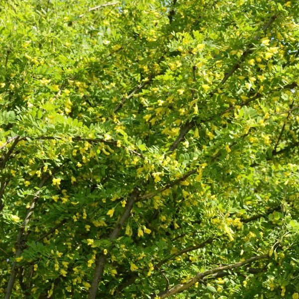 Caragana Siberian Peashrub Live Shrub - Image 3