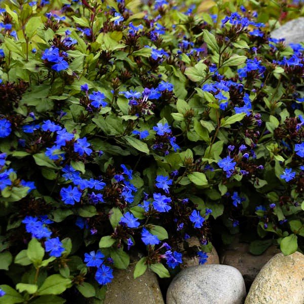 Dwarf Plumbago