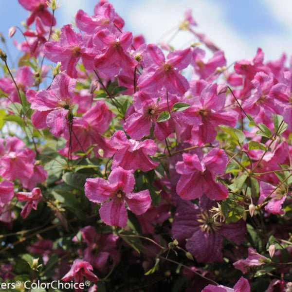 Pink Mink Clematis - Image 2