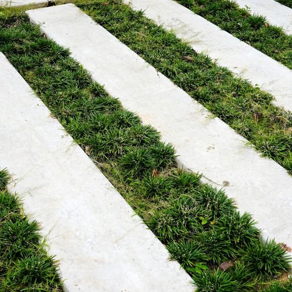 Dwarf Mondo Grass - Image 2