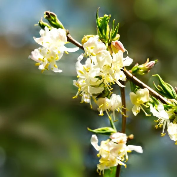 Winter Honeysuckle Lonicera fragrantissima - Image 3