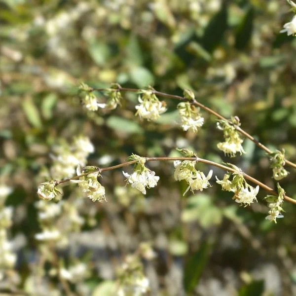 Winter Honeysuckle Lonicera fragrantissima - Image 4