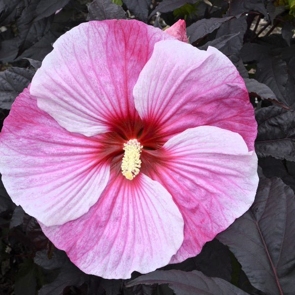 Starry Starry Night Hibiscus