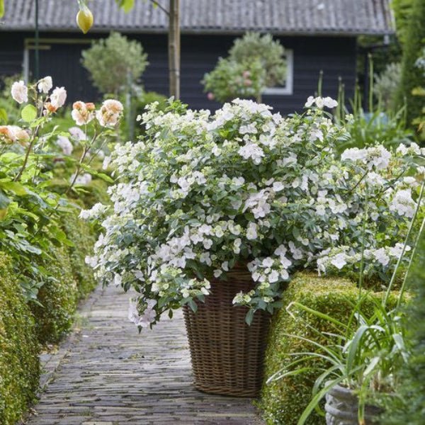 Fairytrail Bride Hydrangea - Image 2