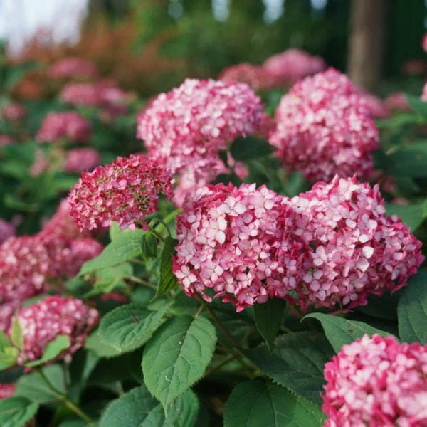Hydrangea Invincibelle Ruby - Image 2