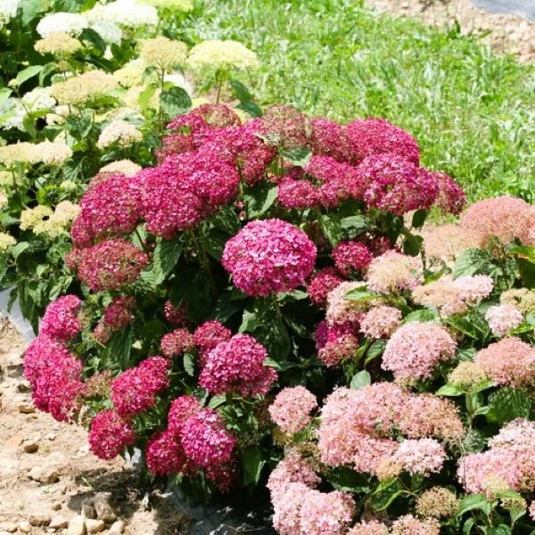 Mini Mauvette Hydrangea