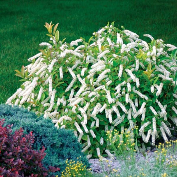 Itea Little Henry Sweetspire Shrub