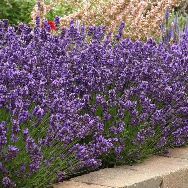 Lavender SuperBlue - Image 3
