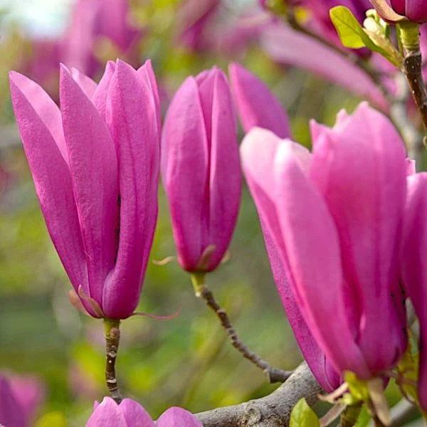 Magnolia 'Jane'
