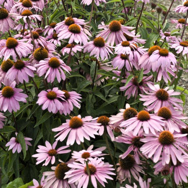 Magnus Echinacea purpurea - Image 3