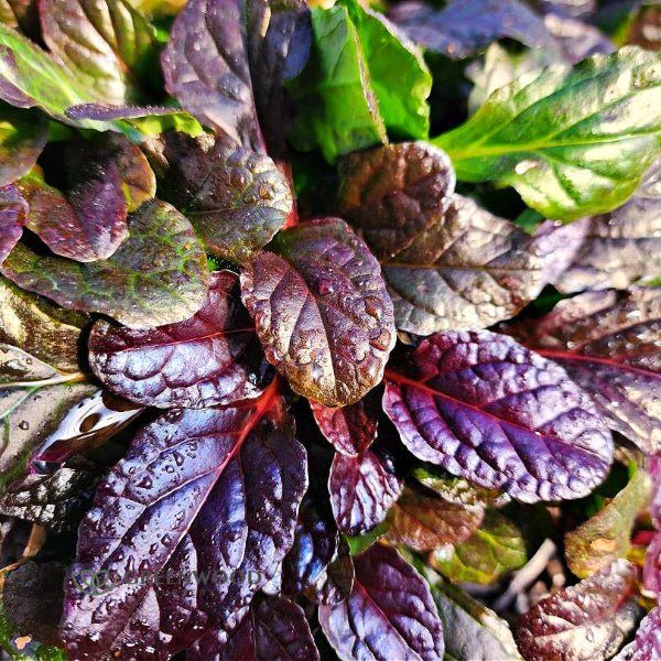 Mahogany Ajuga - Image 2