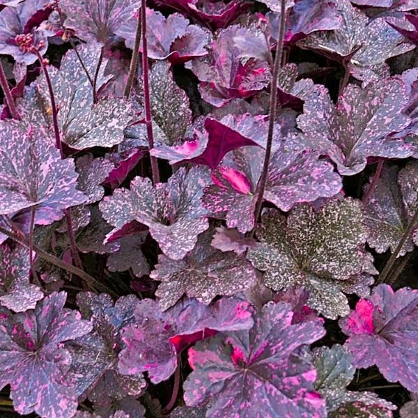 Midnight Rose Heuchera - Image 3