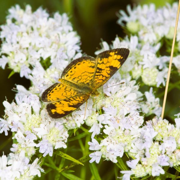 Pycnanthemum  Muticum Mt. Mint