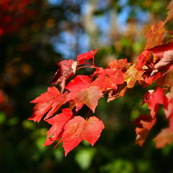 October Glory Maple - Quart Pot - 1 Plant