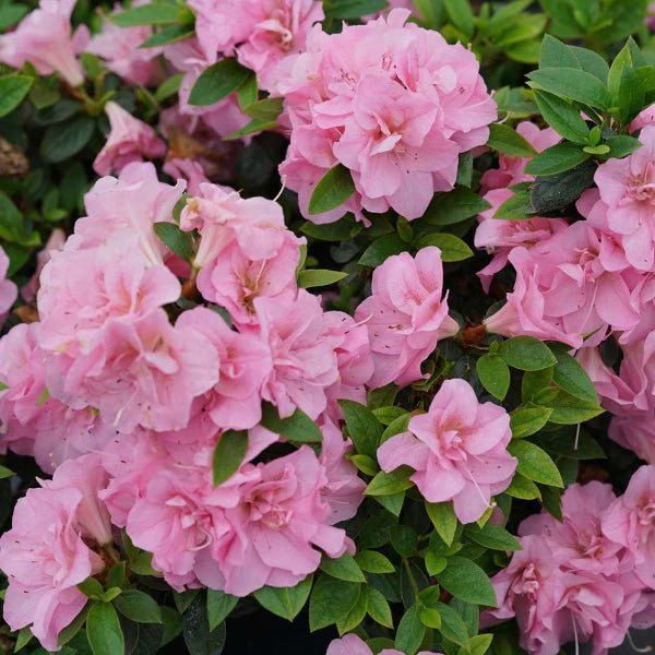 Perfecto Mundo Double Pink Flowering Azalea Rebloomer - Image 2