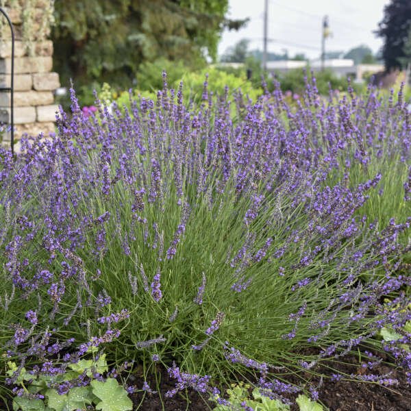 Phenomenal Lavender Live Plant - Image 4