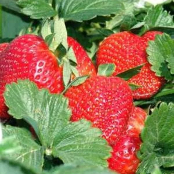 Sweet Charlie Strawberry Plugs - 4 Plants to an order