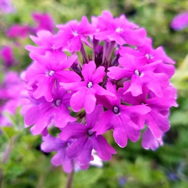 Verbena Homestead Purple