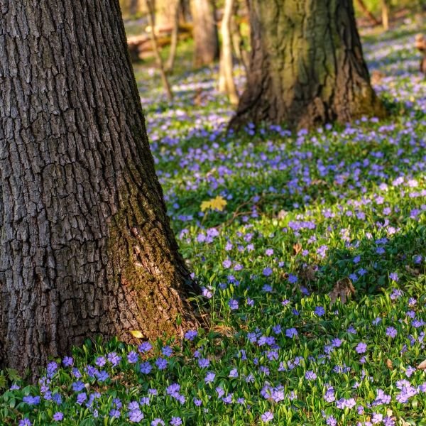 Vinca Minor (Common Periwinkle) — Wholesale-Grade Evergreen Groundcover - Image 3
