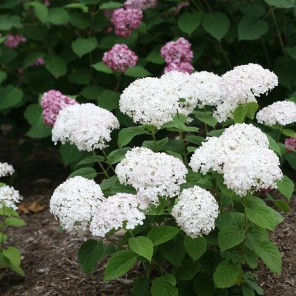 Wee White Hydrangea - Image 2