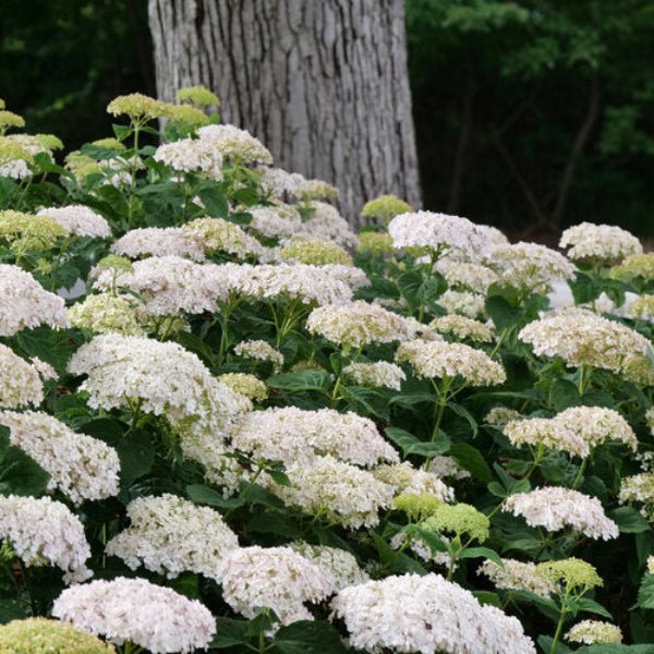 Wee White Hydrangea - Image 3
